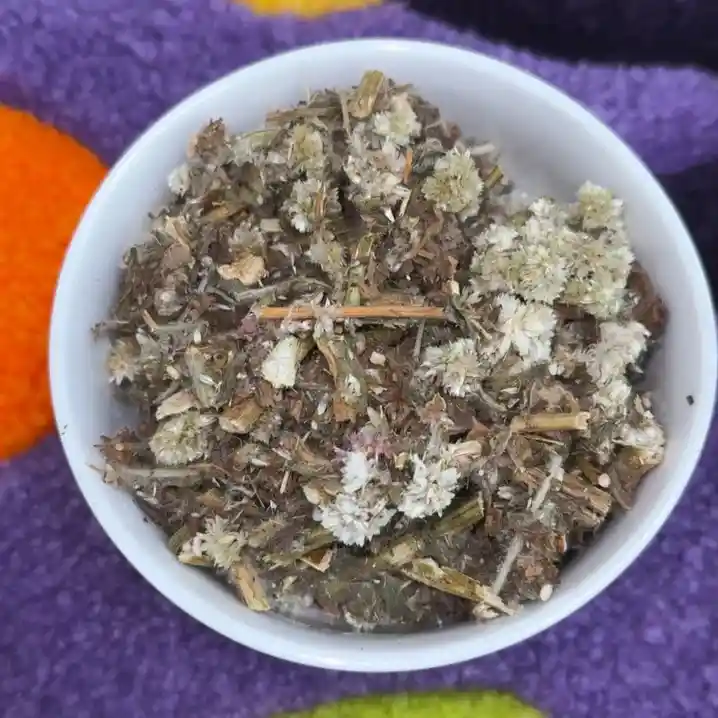 Mexican Mullein (Gordolobo)